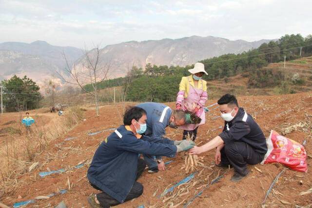 云南小山村春耕忙 种山药助贫困户脱贫