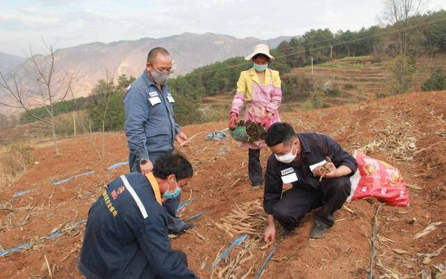 云南小山村春耕忙 种山药助贫困户脱贫