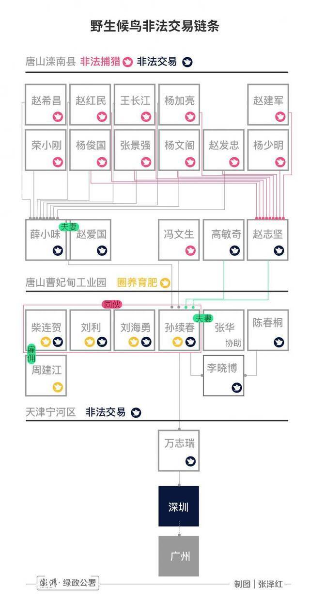 根据判决书梳理的野生候鸟非法交易链条制图澎湃新闻张泽红