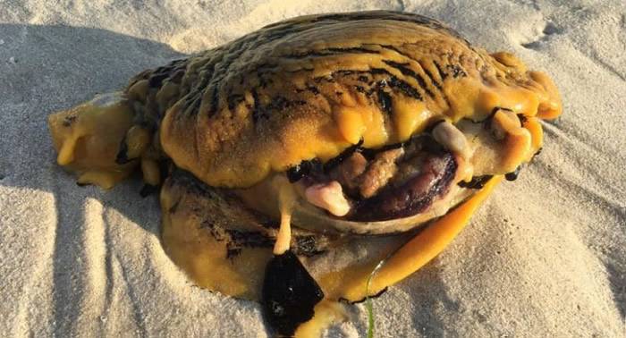 不寻常的生物惊现澳大利亚珀斯市附近海滩专家称是一只海兔