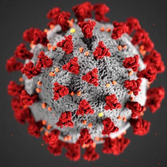 新冠病毒模型。图片来源/美国CDC