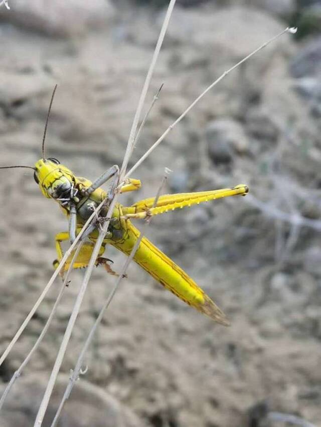 △沙漠蝗虫比东亚飞蝗个头大，更凶猛