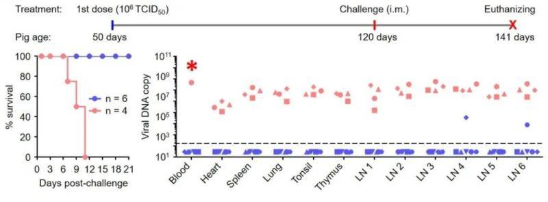 图2：七基因缺失疫苗HLJ/18-7GD免疫对非洲猪瘟病毒强毒株致死性攻击提供完全保护