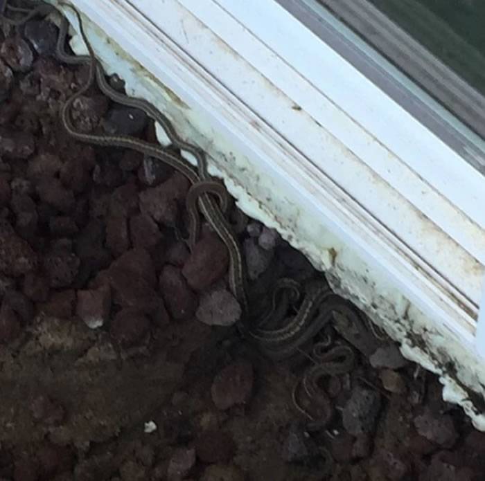 美国科罗拉多州一户人家木地板缝冒出蛇头掀开后竟发现150条蛇