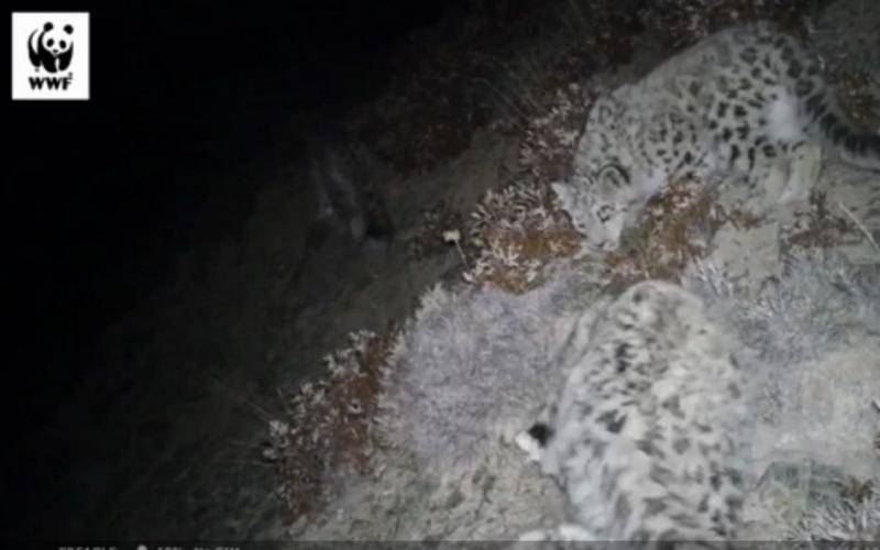 拍摄到4只雪豹同框的的珍贵画面。视频截图