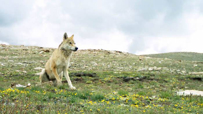 高纬度基因将喜马拉雅狼变成新物种