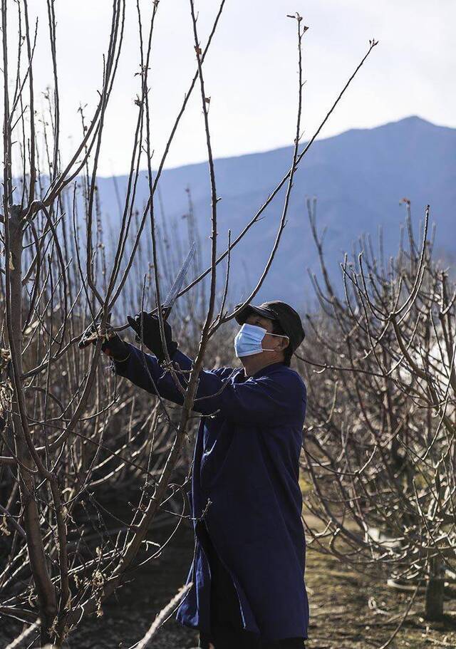 海淀苏家坨镇迎春耕 水果之乡有序恢复农业生产