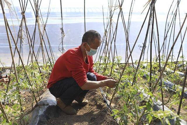 海淀苏家坨镇迎春耕 水果之乡有序恢复农业生产