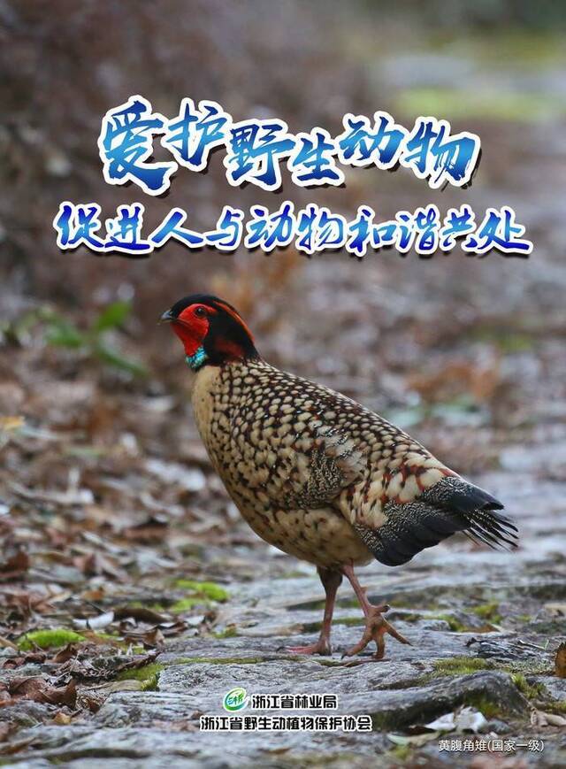 3月3日世界野生动植物日公众倡议