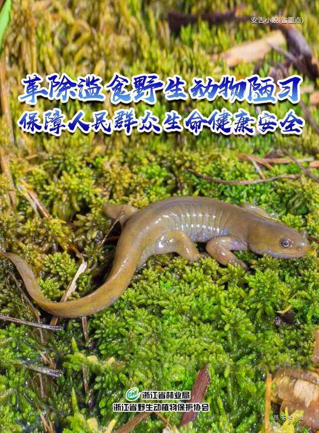 3月3日世界野生动植物日公众倡议