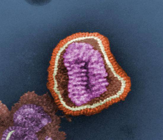 图为流感病毒：橙色的是病毒的包膜，灰白色表示的是衣壳，里面包着紫色的RNA片段。图源：《病毒星球》