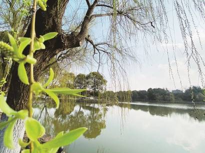 上海影视乐园的树木都爆出了新芽