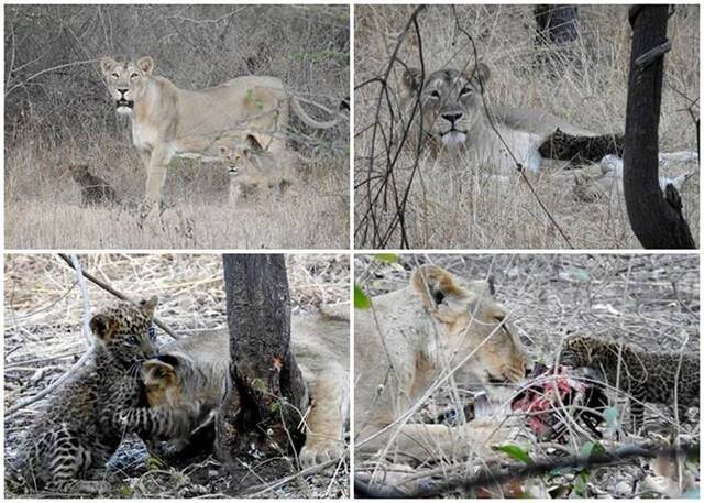 印度古吉拉特邦吉尔国家公园母狮对幼豹视如己出成跨物种收养罕见例子