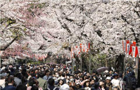 2018年樱花季时的上野公园（共同社）