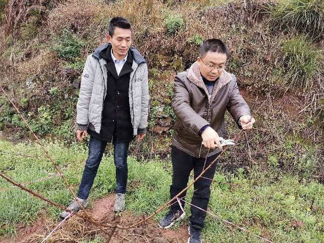 怀化冬桃正值拉枝季 “土专家”小队随叫随到