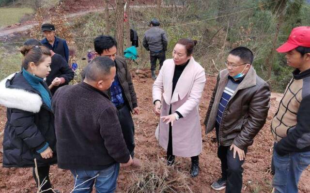 怀化冬桃正值拉枝季 “土专家”小队随叫随到