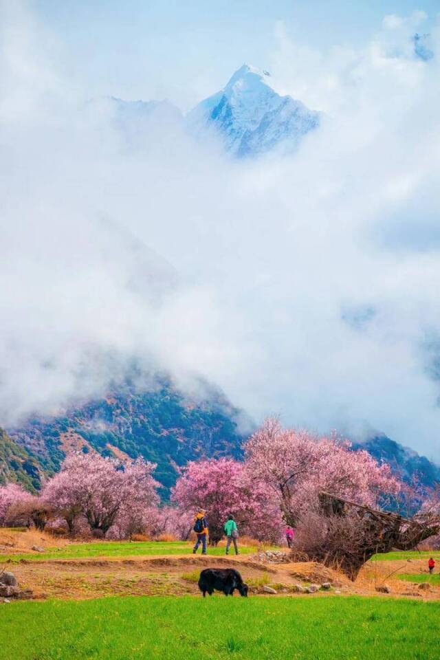 2020此生难忘的春天 来了