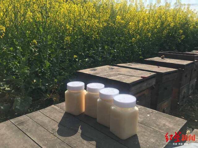 追花期的蜂农们今年怎么追？散户转场被困，规模化可期？