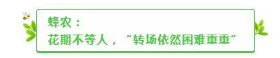 追花期的蜂农们今年怎么追？散户转场被困，规模化可期？