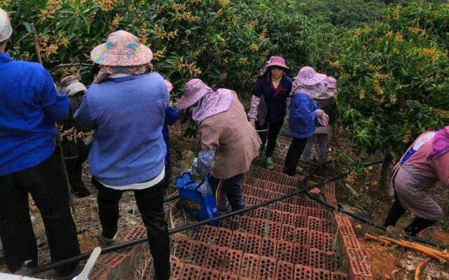 芒果花开 广西百色果农却说第一拨花不能要