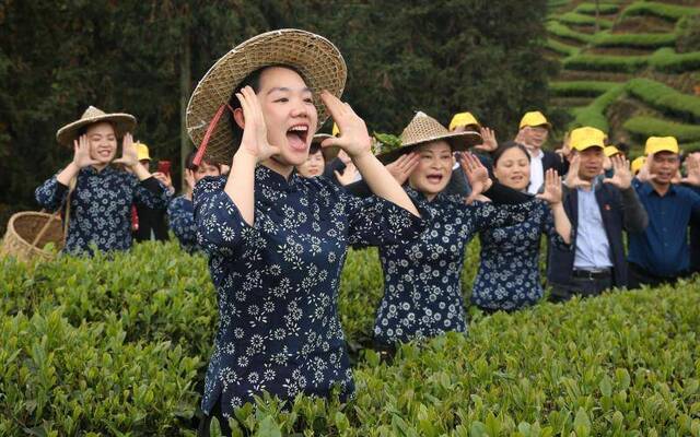 惊蛰喊山：唤醒武夷一年茶季需要“仪式感”