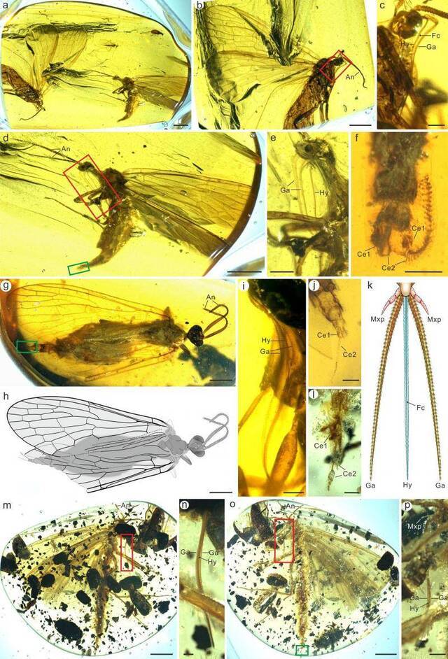 一亿年前琥珀中的“三叉戟” 揭示昆虫长口器起源