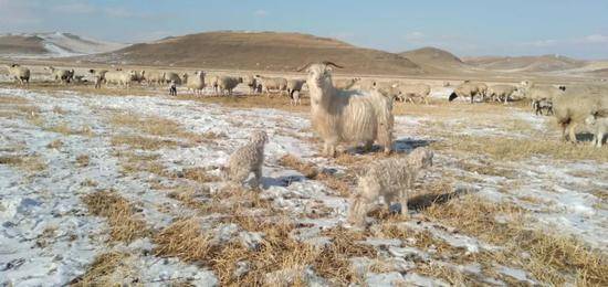 回到熬门台沟自家牧场的羊群。