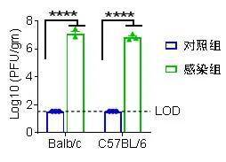 △模型小鼠感染后肺内新型冠状病毒复制情况