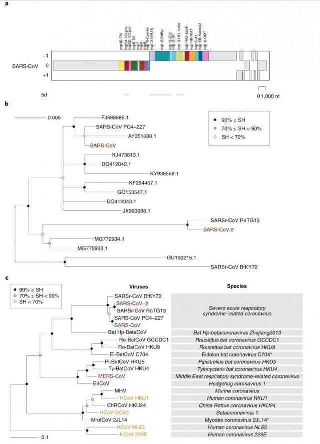 冠状病毒的系统发育树。