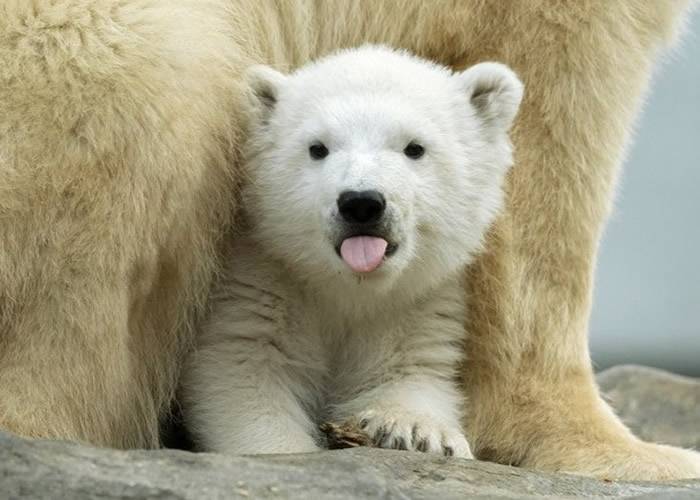 奥地利维也纳动物园迎来可爱北极熊幼崽以芬雅（Finja）命名
