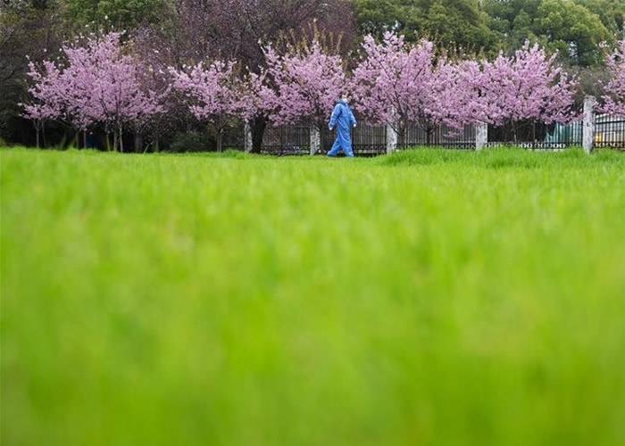 武汉大学武大樱花陆续盛开新冠肺炎疫情影响无人观赏