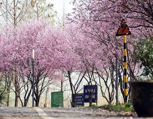 三月，武汉春花开了｜组图