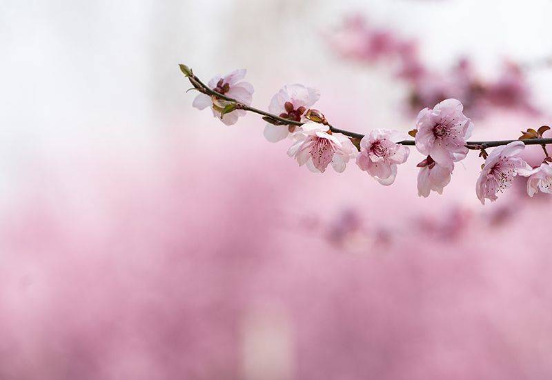 三月，武汉春花开了｜组图