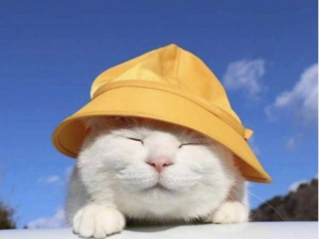 日本网红猫咪“猫叔”去世，曾因“头顶万物”风靡网络