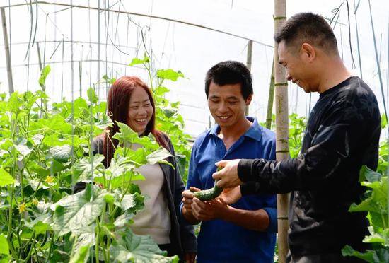 福建省建瓯市小桥镇的乡镇干部下乡为农户讲解大棚黄瓜的种植与管理技术魏培全摄