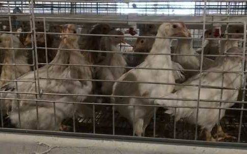 湖北“青年鸡”大量压栏 省农业农村厅可协调转运