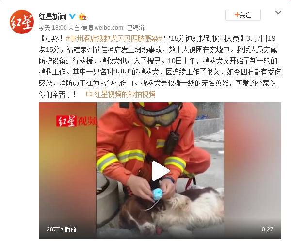 心疼！泉州酒店搜救犬贝贝四肢感染 曾15分钟就找到被困人员