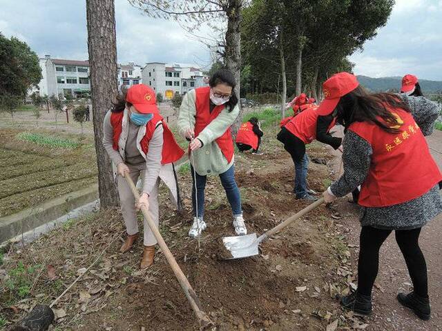 武义今年计划新植珍贵彩色树种47.64万株