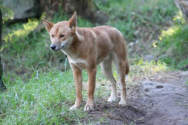 澳洲野犬的祖先是东亚已被驯化的家犬约9900年前从中国南方出发最终到达澳大利亚