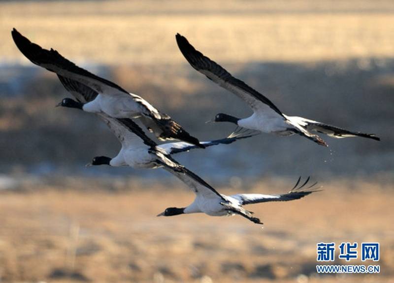 为有源头活水来——四川藏区筑牢生态安全屏障