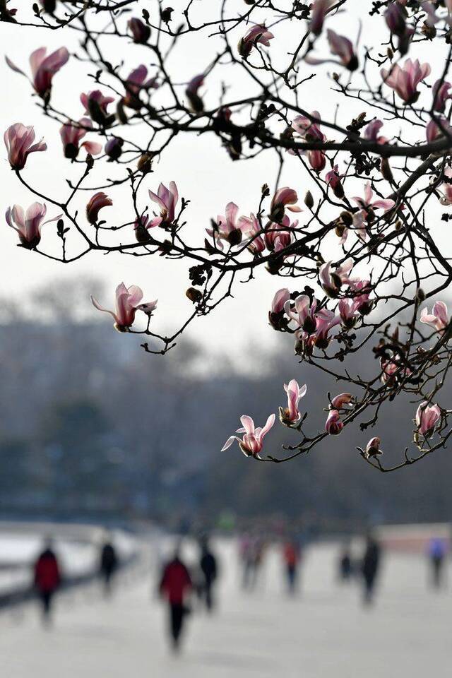 北京街头春花吐蕊春意渐浓 组图