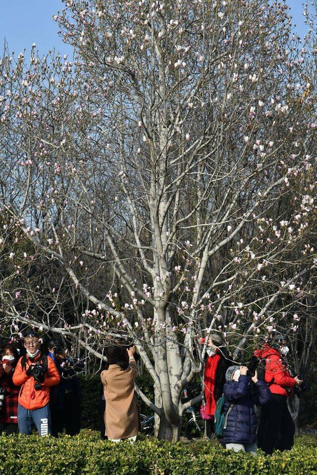 北京街头春花吐蕊春意渐浓 组图