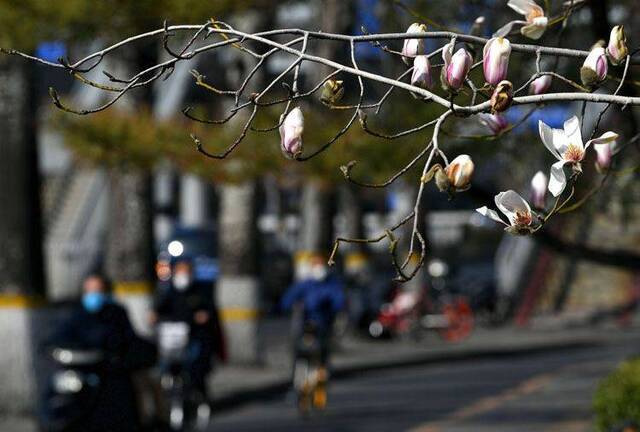 北京街头春花吐蕊春意渐浓 组图