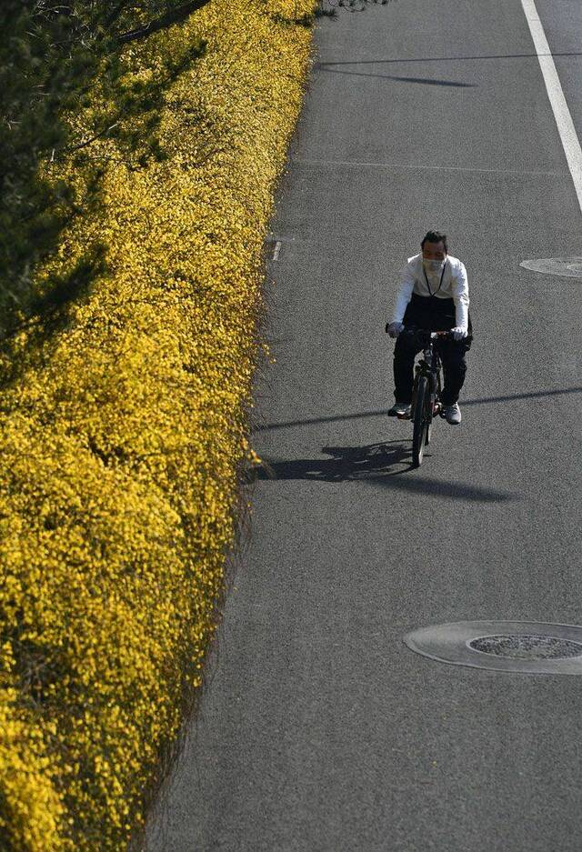 北京街头春花吐蕊春意渐浓 组图