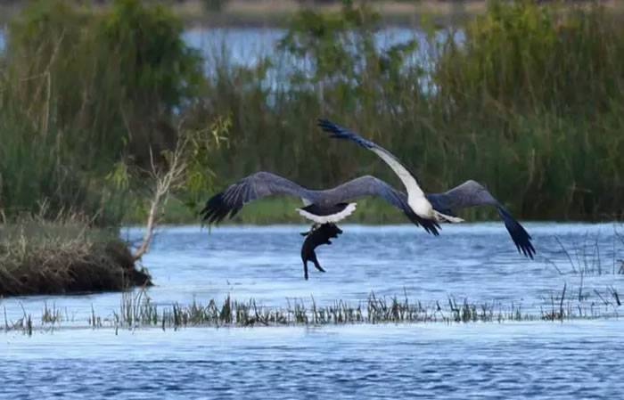 空中传来尖叫声澳洲昆士兰州摄影师抬头目睹白腹海雕抓着小猪展翅飞翔