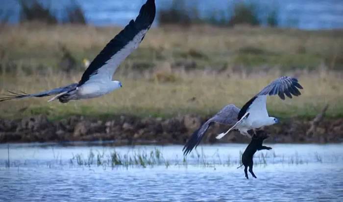 空中传来尖叫声澳洲昆士兰州摄影师抬头目睹白腹海雕抓着小猪展翅飞翔