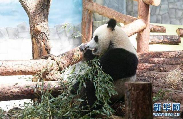 在俄大熊猫受疫情影响暂时吃不到四川竹子，园长：不怕，有办法