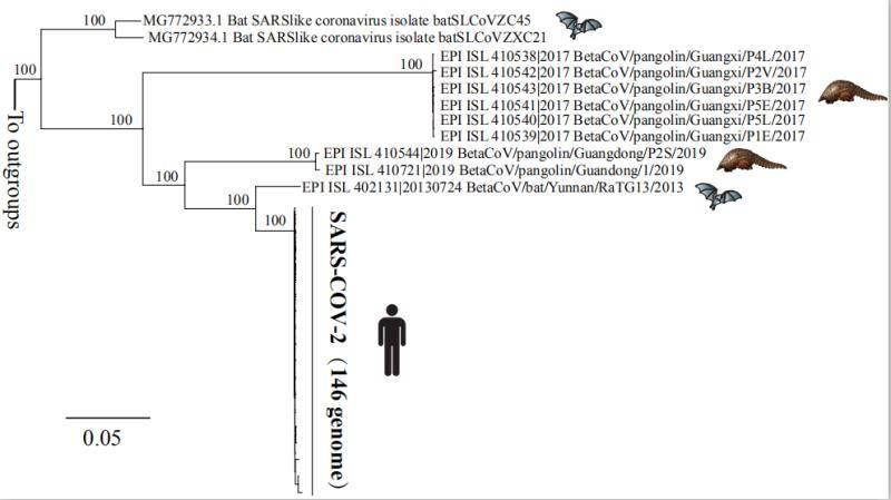 蝙蝠、穿山甲和人类新冠病毒的遗传距离。