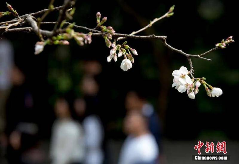 2019年3月18日，武汉大学樱花大道上的樱花初绽。中新社记者张畅摄