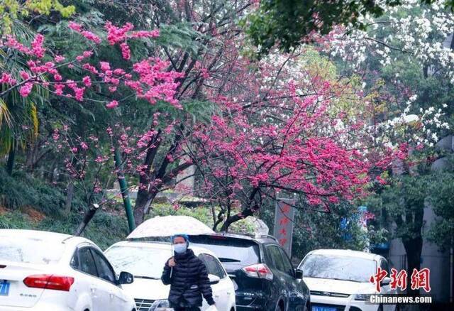 盛花期将至！今年武大的樱花可以这么看